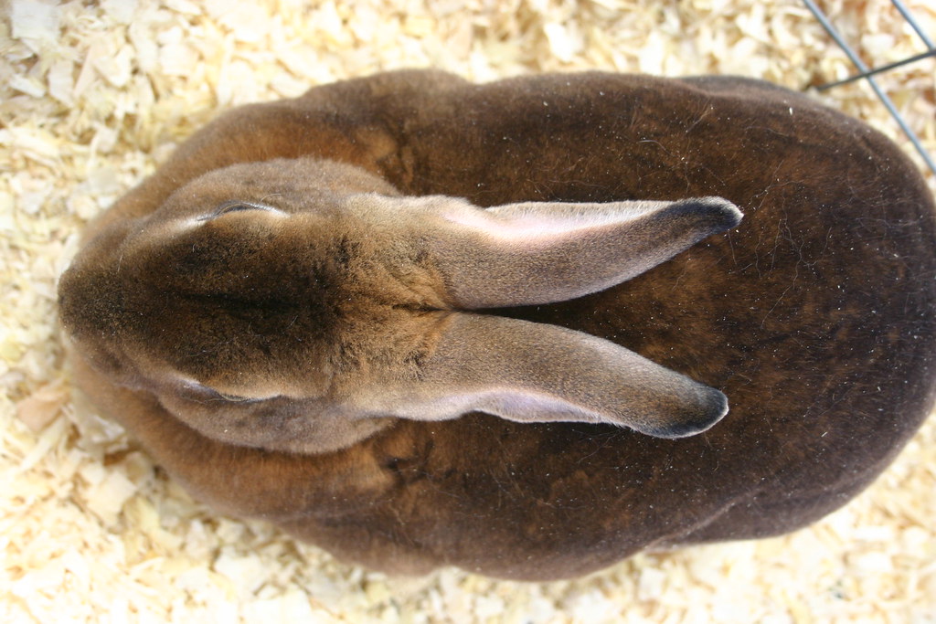 Fat Rabbit Collection